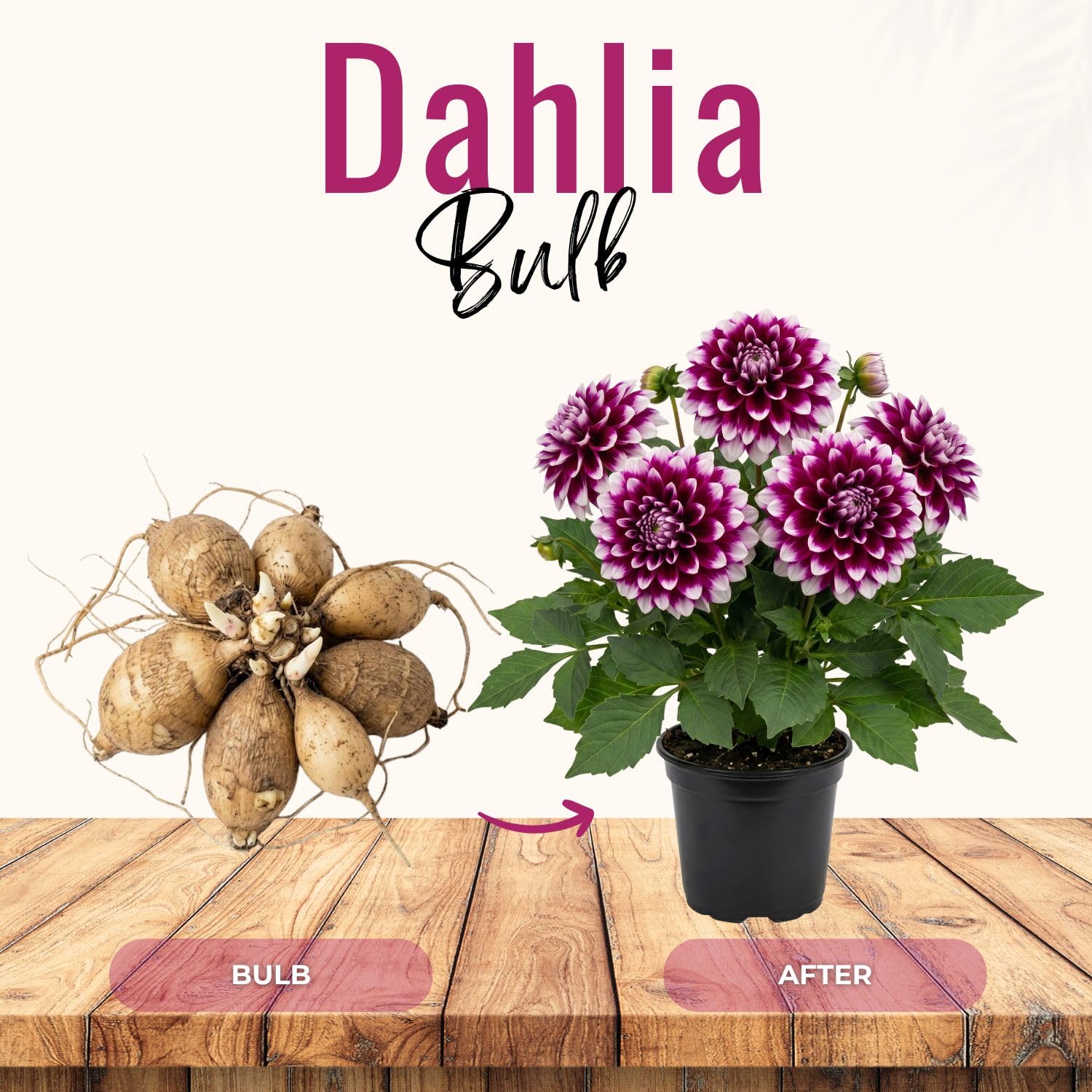 Set 2 White Purple Dahlia Bulbs, Dahlia Bulbs, Purple Flowering Bulbs for Garden Planting, Not Plants, Flower Bulbs for Growing
