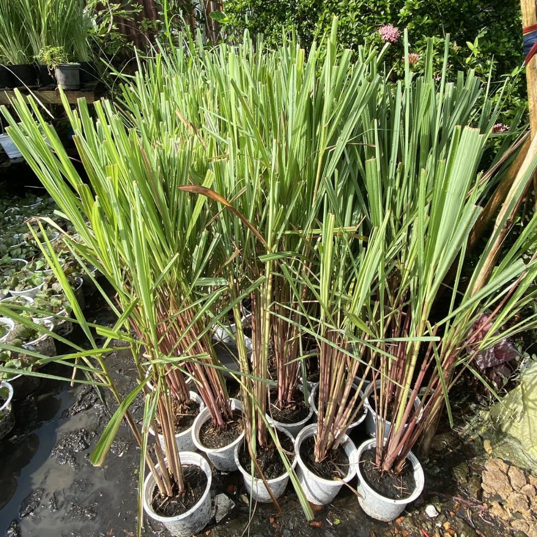 Pack 2 Lemongrass Plants Outdoor Planting in Pot, Lemon Grass Live Plant, Live Lemon Grass, Lemon Grass Plants, Live Lemongrass Plant
