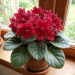 African Violet Plant Live in 4 Inch Pot, Indoor Flowering Houseplant, Compact Blooming Plant for Home or Office (Red Blooms)