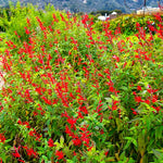 2 Vibrant Sage Salvia Live Plants, Fragrant Perennial Sage Plants Live for Spring Planting, Summer Planting, 5 to 10 Inches in Tall, (Pineapple)