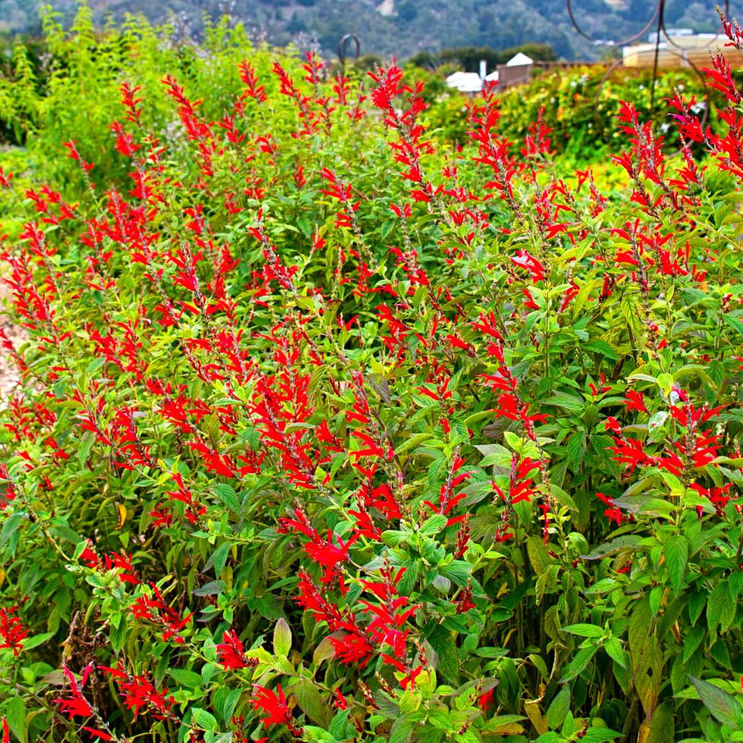 4 Fragrant Sage Salvia Live Plants, Planting in Spring Sage Plants Live, 5 to 10 Inches in Tall, Change Color (Pineapple)
