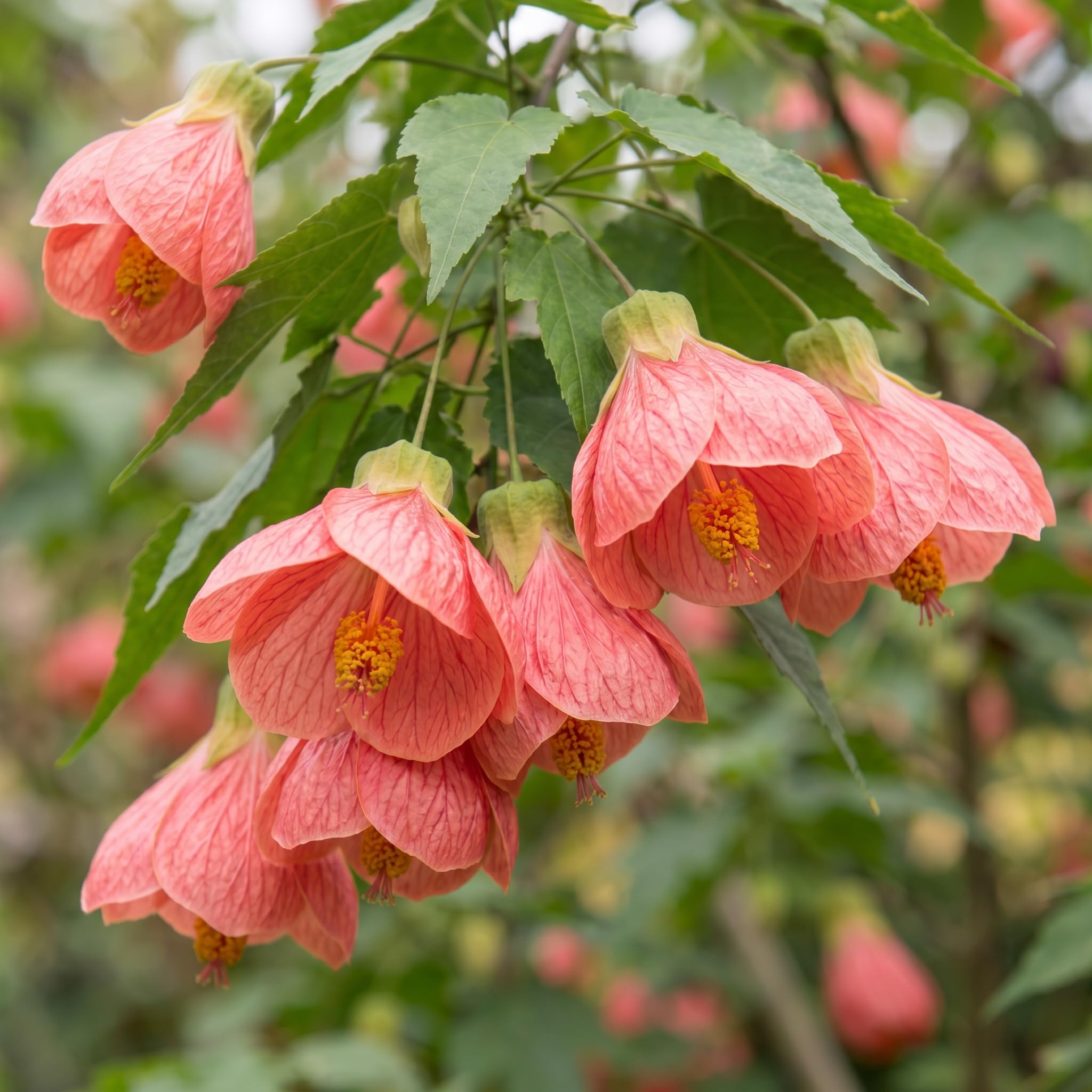 2 Pink Abutilon Plants 4-8" Tall, Trailing Lantern Flowering Vine for Patio, Containers and Outdoor, Hardy Bell Shaped Flowers Shrubs