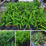 2 Pandanus Amaryllifolius Plants Indoor, Pandan Leaves Plant Herb, Pandan Plant Live Outdoor, 4 to 6 Inc Tall