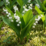 10 Lily of The Valley Bulbs, White Fragrant Lily Flower Roots, Perennial Lilies of The Valley Flowering Plants