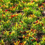 Red Pepper Plants Live, Hot Pepper Seedling from 4 to 7 Inches Tall, Easy for Planting Year-Round, 2 Plant Per Pot, Zones 9-11