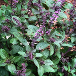 Basil Live Plant in 4″ Pot, Fresh Culinary Herb for Garden and Patio, Indoor Outdoor Growing (Blue Basil)