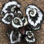 Set 2 Begonia Live Plants, Rare Begonia Plants for Trailing, Ornamental Hanging Basket 5"-9" in Tall (Rare Silver-Green)