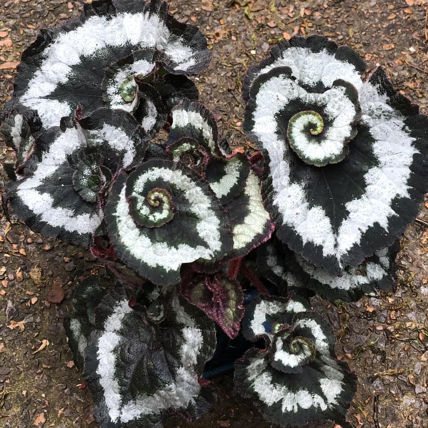 Set 2 Begonia Live Plants, Rare Begonia Plants for Trailing, Ornamental Hanging Basket 5"-9" in Tall (Rare Silver-Green)
