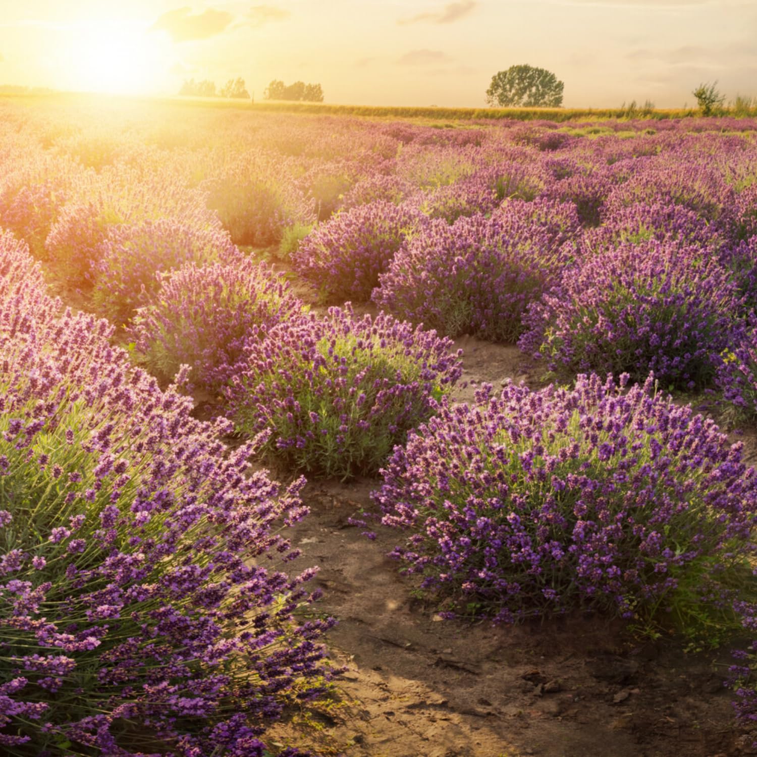 Pack 2 Lavender Plants Live Indoor, Lavandula Trees Live Plants for Planting, Fragrant Flowers Perennial, Plugs 4-7" Tall Well-Rooted (Spanish Lavender)
