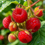 Thimbleberry Raspberry Plant, Sweet Raspberry Bush Live Plant, 6-12'' Heights, Raspberries Fruit Well Rooted for Outdoor Planting