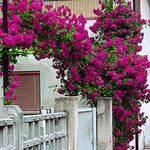 Deep Pink-Purple Climbing Rose Live Plant, 6 Months Old Starter, Fragrant Purple Climbing Roses for Planting Outdoor, No Pot