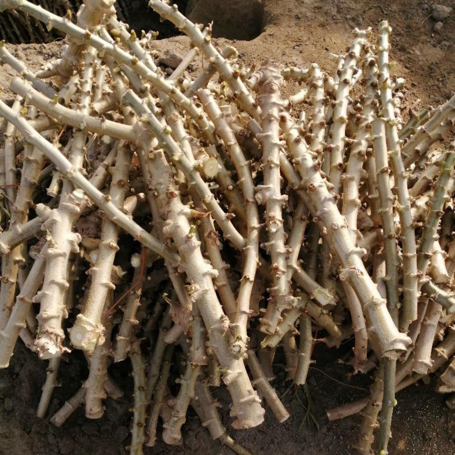 2 Potted Yuca Cassava Plants Live Grown for Cuttings Sweet Manihot Rooted for Planting, 6-10 Inc in Tall, Easy to Roots, Very Fast Growing