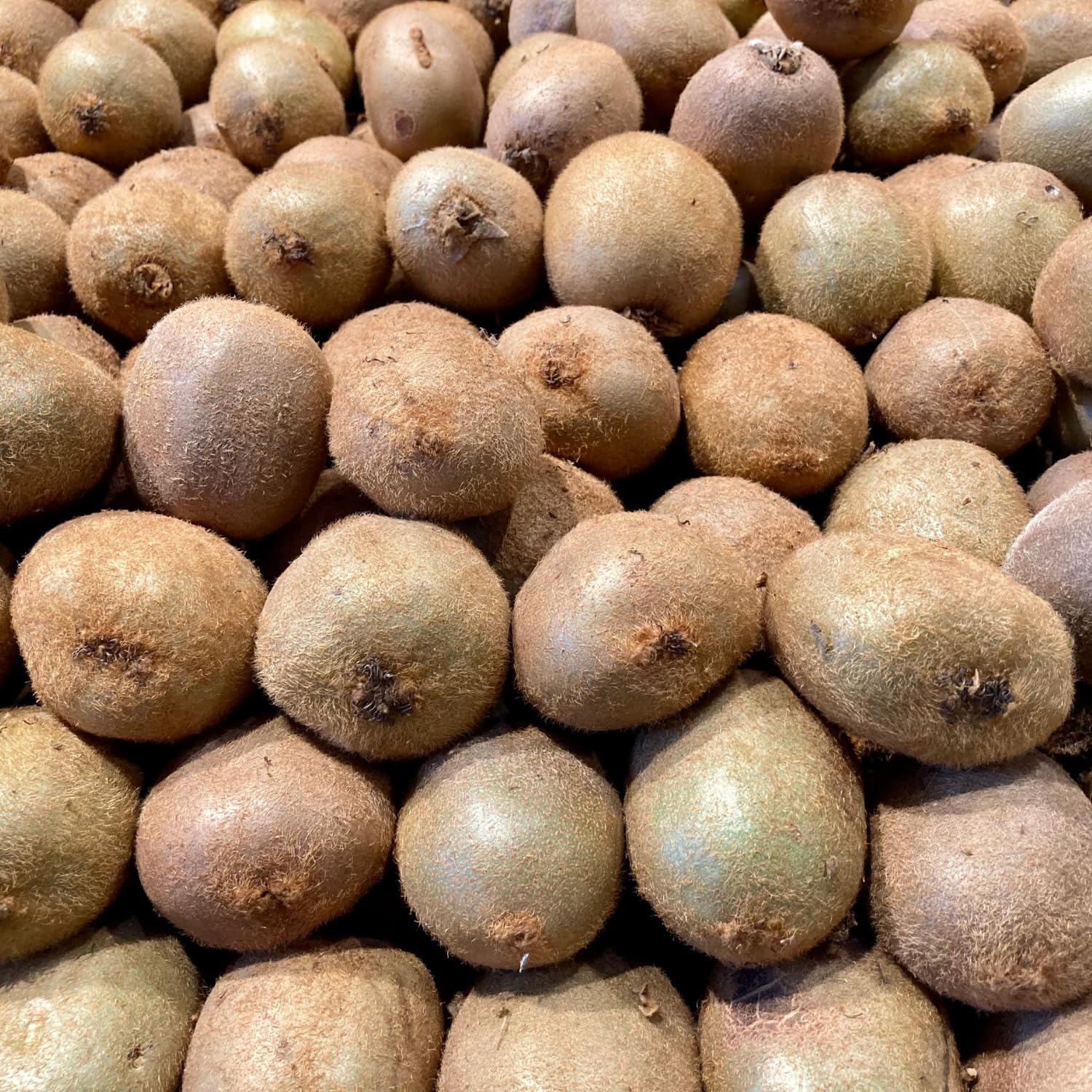 Hardy Kiwi Plants Live, Sweet Berry Vines Well-Rooted 6-8 Inches, Fruit Trees Vines for Garden or Trellis