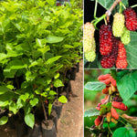 Set 2 Mulberry Trees Plants 5 to 8 Inch Height, Sweet Mulberry Plants Live for Planting, Mulberries Fruit to Grow Outdoor, No Pot (Red Mulberry)