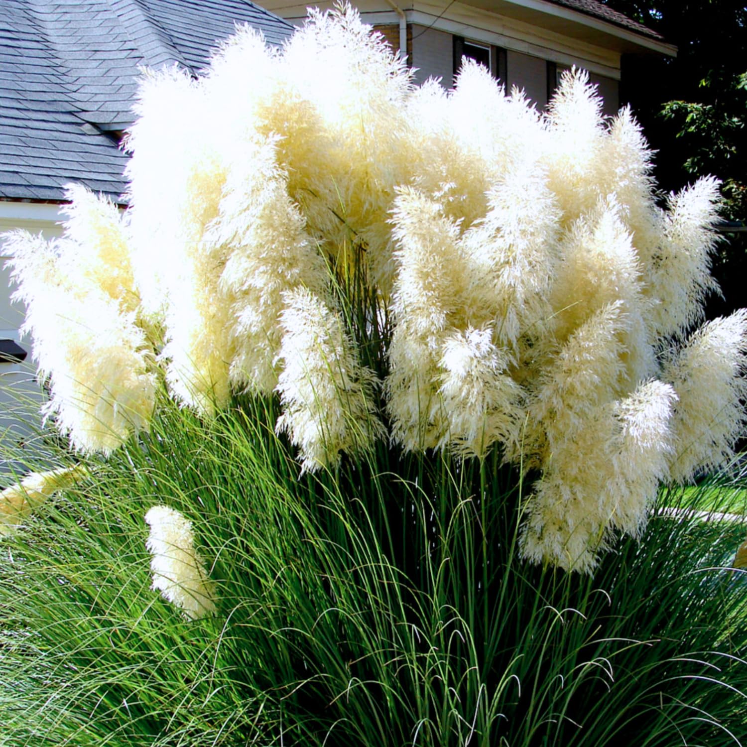 Set 2 Pampas Grass Plants Live Fully Rooted Pruned 5 to 9 Inches Tall, Ornamental Grasses Live Plants Perennial for Planting (Mix Pampas Grass)