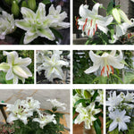 3 Large White Lily Bulbs, 4-6 Inch, White Lilies Bulbs, Flowering Bulb for Outdoor Garden Beds and Containers