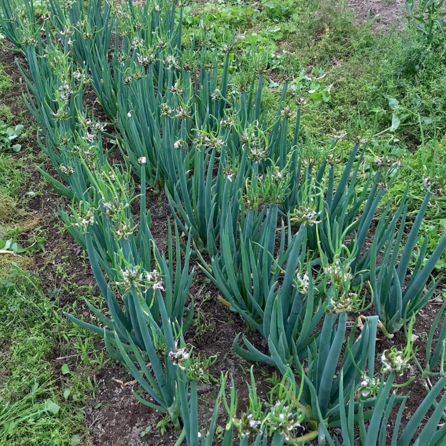 5 Egyptian Walking Onions Plants Live for Planting Outdoors Indoors, Cold Hardy Vegetable Live Plant from 5 Inc Tall