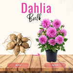 Bright Purple Dahlia Bulbs Plant, 2-3" Tall, Dahlia Flower Bulbs for Outdoor Garden, Flowering Tuber Cluster for Planting, Not Live Plant