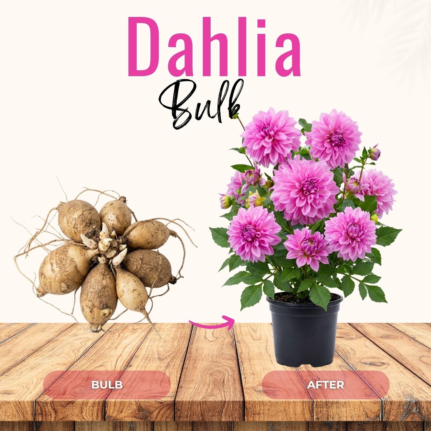 Bright Purple Dahlia Bulbs Plant, 2-3" Tall, Dahlia Flower Bulbs for Outdoor Garden, Flowering Tuber Cluster for Planting, Not Live Plant