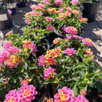Set 4 Mix Trailing Lantana Plants Live, 4 to 7 Inc Tall, Rose Lantana Live Plants for Planting Vibrant Perennial Flower Garden