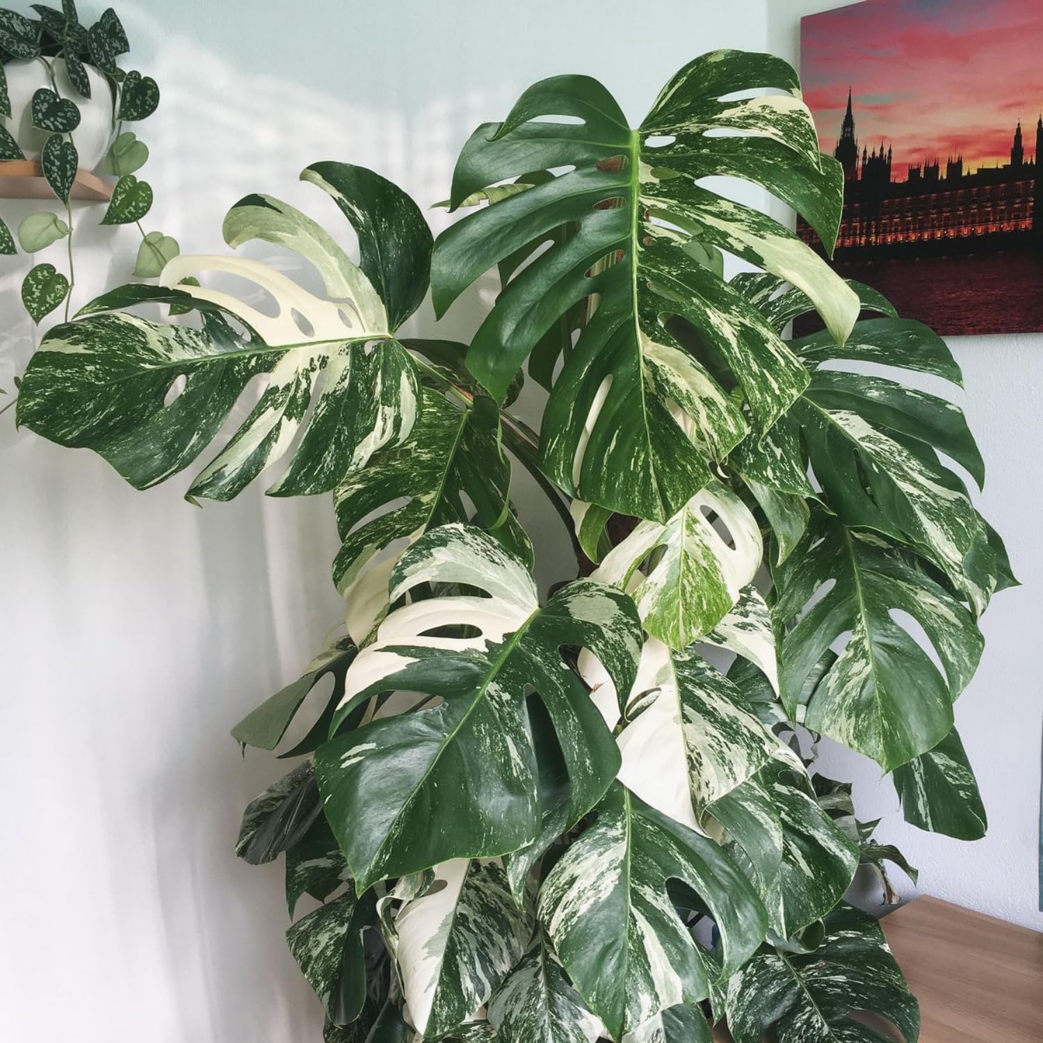 Rare Monstera Plant, Monstera Live Plant Fully Rooted, Ready to Grow Philodendron 4-8 Inches, Live Houseplants, Indoor Plants (Thai Variegated Monstera)