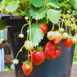 Set 2 Red Strawberry Plants Live, 3 to 5 Inc Tall, Hardy Strawberry Roots, Sweet Fruit Live Plants
