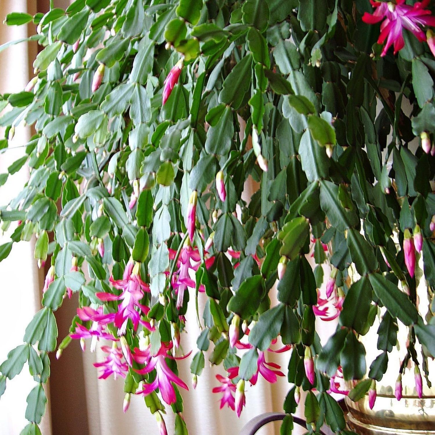 True Christmas Cactus Plant Live in 4 Inch Pot, 4-6 Inch Tall Pink Christmas Cactus Plants, Holiday Houseplant Flower Succulent, Indoor Garden