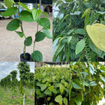 02 Black Pepper Plants Live, 4 to 6 Inches Tall, Live Pepper Plant, Piper Nigrum Black Pepper Live Plant, Herb Plant for Garden, Pepper Starter Plant