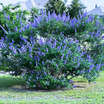 Blue Vitex Tree Live Plant, 9 Months Old Blue Chastes Vitex Tree, 5-9" Fragrant Purple Flowering Shrub, Landscape Spring Blooms