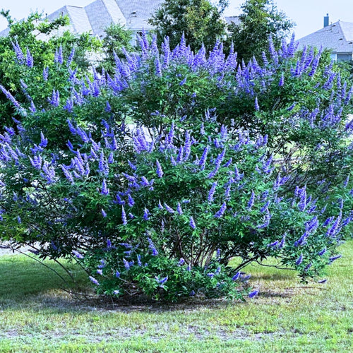 2 Blue Chaste Vitex Trees Live Plants, Texas Lilac Tree Well-Rooted 5–9 Inch in Tall, No Pot, Fragrant Purple Blue Spring Blooms