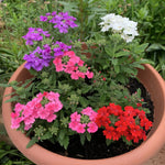 2 Verbena Live Plants, Trailing Verbena Plants for Planting Outdoor, Perennial Ground Cover Flowers 4-7 Inches (Assorted)