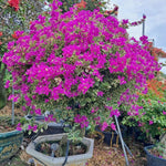 Sets 3 Climbing Bougainvillea Plants Live for Full Sun Trellis Tree, Shrub or Vine Bougainvillea Vibrant Bloom, Very Hardy, 5-9" Tall, Blueberry Ice