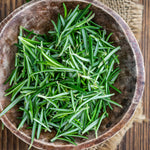 2 Rosemary Plants Live, 3 to 6 Inc Tall, Live Rosemary Plants Indoor, Outdoor, Rosemary Live Plant