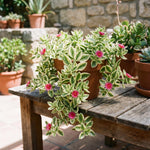 Variegated Ice Plant in 2'' Pot, Hardy Perennial Succulent Live Plant, Ground Cover Outdoor Garden 4-6 Inches