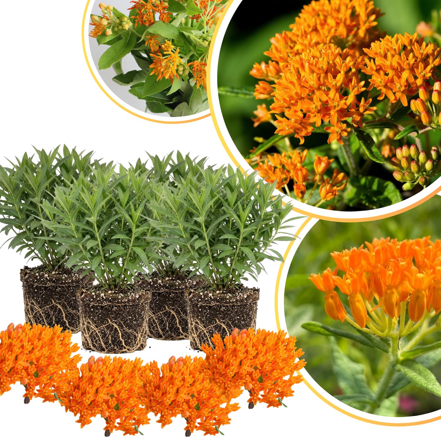 4 Milkweed Plants Live, Orange Butterfly Milkweed Asclepias Tuberosa Perennial Wildflowers Swamp Common Bush, 1-3" in Tall, No Pot