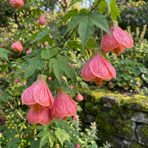 2 Pink Abutilon Plants 4-8" Tall, Trailing Lantern Flowering Vine for Patio, Containers and Outdoor, Hardy Bell Shaped Flowers Shrubs
