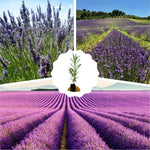 2 Lavender Plants Live Indoors, 4-8" Tall, Lavandula Perennial Flower Plants for Planting Outdoors Home Garden (Phenomenal Lavender)