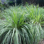 4 Lemongrass Live Plants, Lemongrass Plants Live, Herbs Stalks from 4 to 7 Inc Tall