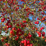 Crabapple Tree Live Plant, Red Apple Fruit Tree, 6 to 10 Inches Tall, Crabapple Tree for Outdoor Growing