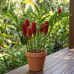Shampoo Ginger Live Plant, Tropical Zingiber Plant Zingiber Zerumbet, Pinecone Ginger Lily for Indoor and Outdoor Gardens, 4-6 Inch Tall