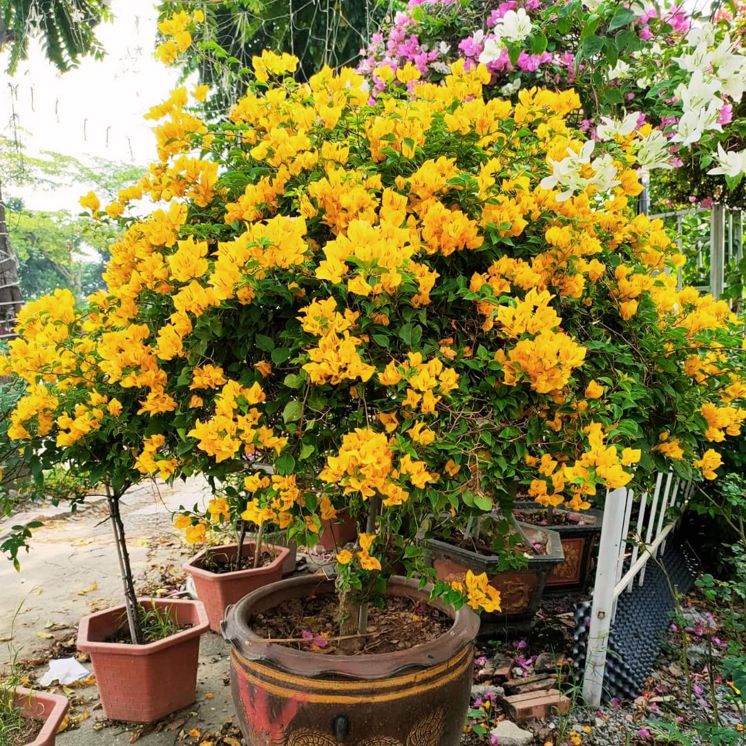 Combo 2 Bougainvillea Plants Live Trees, Outdoor Bougainvillea Plant for Trailing Flowering Vines or Bush Tree, 5-10” Tall, Well-Rooted Bougainvillea Yellow