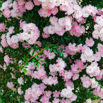Pink Rose Climbing Live Starter Plant, Fragrant Pink Climbing Rose for Planting Outdoor, No Pot, 1 Year Old Rose Plant, Well-Rooted Rose Plants Live Ready to Plant