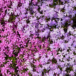 Set 2 Creeping Phlox Live Plants, Perennial Phlox Flower Ground Cover Plant, Hardy Creeping Phlox 5-8 Inches (Mix)