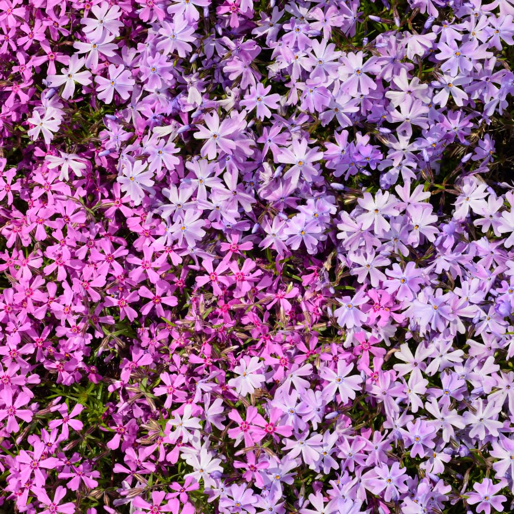 Set 2 Creeping Phlox Live Plants, Perennial Phlox Flower Ground Cover Plant, Hardy Creeping Phlox 5-8 Inches (Mix)