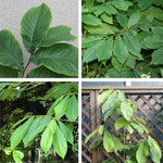 Pawpaw Trees Live Plants Bare Roots, Paw Paw Plant for Growing, 6 to 12 Inches Tall, Pawpaw Plant