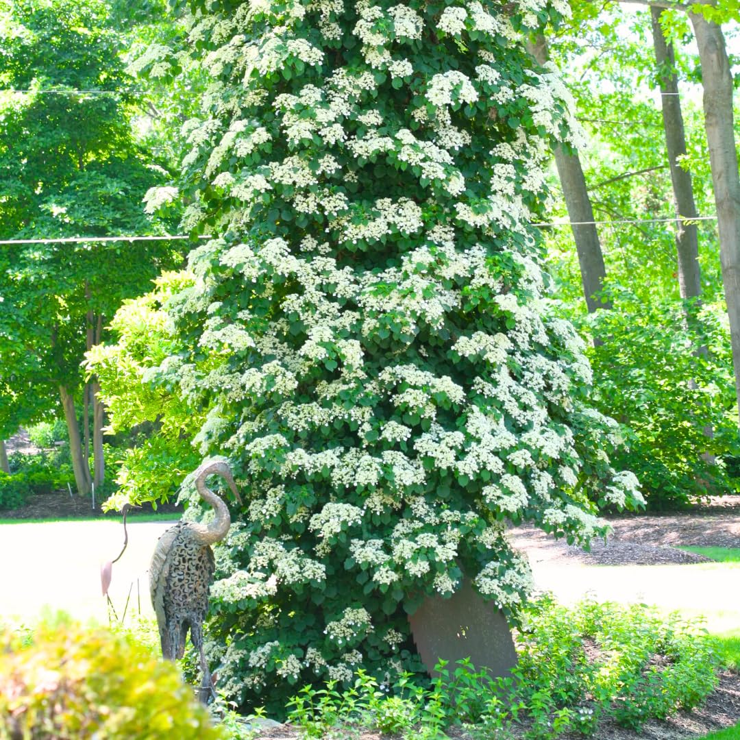 Hydrangea Plant Live Vine, Blooming Garden Bush Hardy Hydrangea Shrub, White Flowering Plant Indoor Outdoor Well-Rooted 5-9 Inc Tall, Stater Plant