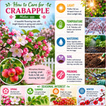 Red Crabapple Plant Live, Apple Tree 6-10'' Tall, Crabapple Bush Live, Crabapples Tree for Outdoor Landscape