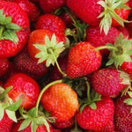 Set 2 Red Strawberry Plants Live, 3 to 5 Inc Tall, Hardy Strawberry Roots, Sweet Fruit Live Plants