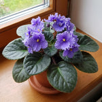 African Violet Plant Live in 4 Inch Pot, Indoor Flowering Houseplant, Compact Blooming Plant for Home or Office (Blue Blooms)
