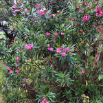 Set of 2 Oleander Plants Live, Live Pink Oleander Plant, 4 to 6 Inc Tall, Pink Oleander Live Plant, Shrub Plant for Gardening Outdoor Indoor